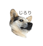 MIX犬 茶太郎（個別スタンプ：5）