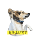 MIX犬 茶太郎（個別スタンプ：7）