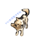 MIX犬 茶太郎（個別スタンプ：8）