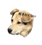 MIX犬 茶太郎（個別スタンプ：10）