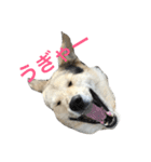MIX犬 茶太郎（個別スタンプ：11）