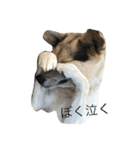 MIX犬 茶太郎（個別スタンプ：12）