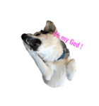 MIX犬 茶太郎（個別スタンプ：15）
