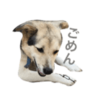 MIX犬 茶太郎（個別スタンプ：20）