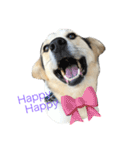 MIX犬 茶太郎（個別スタンプ：22）