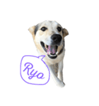 MIX犬 茶太郎（個別スタンプ：23）
