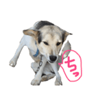 MIX犬 茶太郎（個別スタンプ：24）