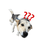 MIX犬 茶太郎（個別スタンプ：25）
