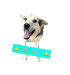 MIX犬 茶太郎（個別スタンプ：26）