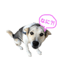 MIX犬 茶太郎（個別スタンプ：27）