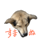 MIX犬 茶太郎（個別スタンプ：29）