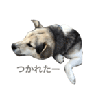 MIX犬 茶太郎（個別スタンプ：30）