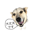 MIX犬 茶太郎（個別スタンプ：32）