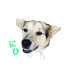 MIX犬 茶太郎（個別スタンプ：35）