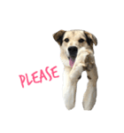 MIX犬 茶太郎（個別スタンプ：36）