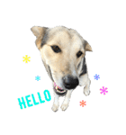 MIX犬 茶太郎（個別スタンプ：37）