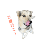 MIX犬 茶太郎（個別スタンプ：38）