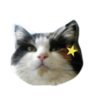 No cat, No life.  Kinshiro,Mike,Arashi（個別スタンプ：1）