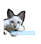 No cat, No life.  Kinshiro,Mike,Arashi（個別スタンプ：2）