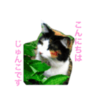 No cat, No life.  Kinshiro,Mike,Arashi（個別スタンプ：3）