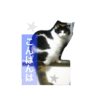 No cat, No life.  Kinshiro,Mike,Arashi（個別スタンプ：4）