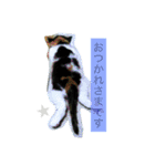 No cat, No life.  Kinshiro,Mike,Arashi（個別スタンプ：6）