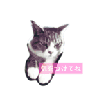No cat, No life.  Kinshiro,Mike,Arashi（個別スタンプ：7）
