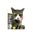 No cat, No life.  Kinshiro,Mike,Arashi（個別スタンプ：8）