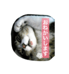 No cat, No life.  Kinshiro,Mike,Arashi（個別スタンプ：9）