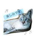 No cat, No life.  Kinshiro,Mike,Arashi（個別スタンプ：10）