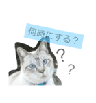 No cat, No life.  Kinshiro,Mike,Arashi（個別スタンプ：11）