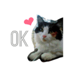 No cat, No life.  Kinshiro,Mike,Arashi（個別スタンプ：13）