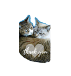 No cat, No life.  Kinshiro,Mike,Arashi（個別スタンプ：15）