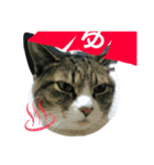 No cat, No life.  Kinshiro,Mike,Arashi（個別スタンプ：16）