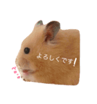 キンクマハムスターのmint(ミント)さんです（個別スタンプ：7）