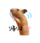 キンクマハムスターのmint(ミント)さんです（個別スタンプ：8）
