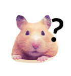 キンクマハムスターのmint(ミント)さんです（個別スタンプ：12）
