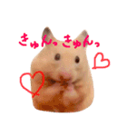 キンクマハムスターのmint(ミント)さんです（個別スタンプ：14）