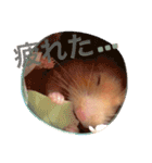 キンクマハムスターのmint(ミント)さんです（個別スタンプ：15）