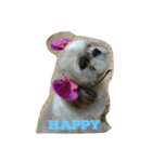 My shih-tzu（個別スタンプ：1）