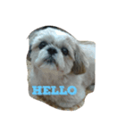 My shih-tzu（個別スタンプ：2）