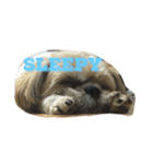 My shih-tzu（個別スタンプ：4）