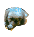 My shih-tzu（個別スタンプ：5）
