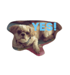 My shih-tzu（個別スタンプ：6）