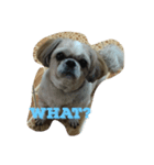 My shih-tzu（個別スタンプ：7）