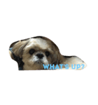 My shih-tzu（個別スタンプ：8）