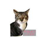 うちの猫はきっとこんな気持ち（個別スタンプ：1）