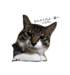 うちの猫はきっとこんな気持ち（個別スタンプ：2）