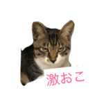 うちの猫はきっとこんな気持ち（個別スタンプ：4）