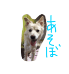 ほけぼん2（個別スタンプ：10）